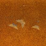 兎に鶏頭蒔絵 硯箱 画像