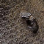 川畑道仁造 難波屋富士釜 海東文庫伝来画像